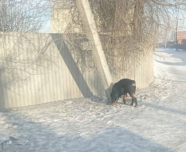 �� ����� ������ ����-��� ������ ������������ �����