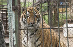 ��������� ���������������� ����� � ����-���: ��������� ����������� �� �����������