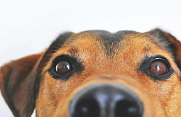 � ������� �������� ��������� ��������� 