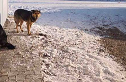 В Бурятии сельчане остались без бензина из-за злых собак