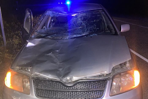 В Бурятии «Филдер» врезался в лошадь