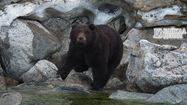 � ����������� ��������� �������