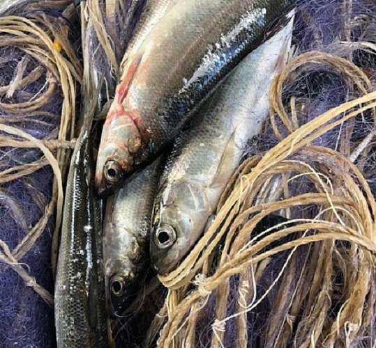 �� ������� ������� ����������� �� 100 ������� �����