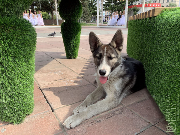 � ������� �������� ����������� � �������� ��������