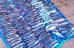 � ���������� ���������� ����������� �� ����� ��������� ���