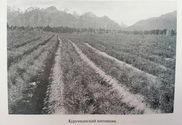 В Бурятии скончался заслуженный лесовод