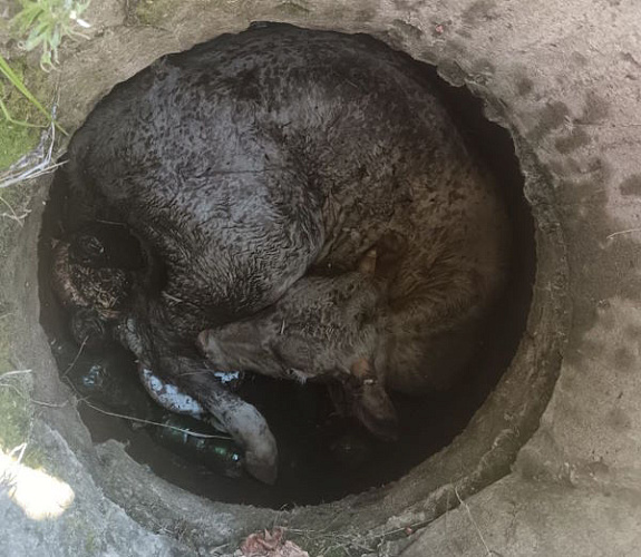 � ���������� �������� ������ ������, �������������� � ���