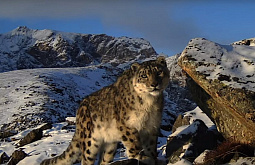 ��������������� ����������� �� ������ ���� �������� �������