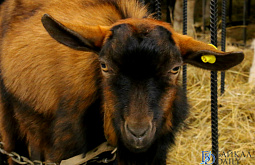 ��������� ��������� ������� �������� ������ �������� (������������)