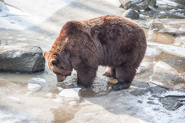 В Прибайкальском парке медведей на турмаршруте не обнаружено