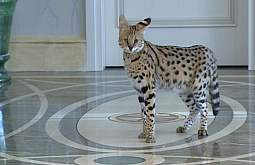 � ��������� ������� ����� ������ ������������ ������� - ������� 