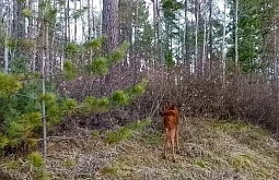 �������������� ������ ������� � �������� � �������