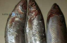 В Бурятии трое мужчин выловили более 80 омулей