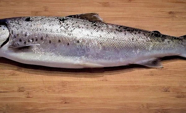 ����-�������� ������������ ������������ ������������ ������ 