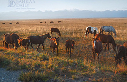 � ���������� �������� �������������� ���������� ��������