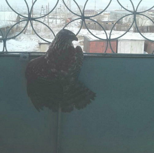 �� ������ � ����-������ ������� ������������� �������