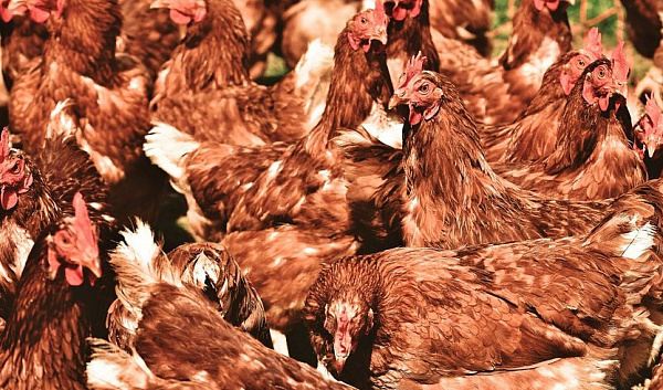 В Бурятии на пожаре погибли 20 куриц