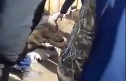 � ����-��� ������ ������� ������ (�����)