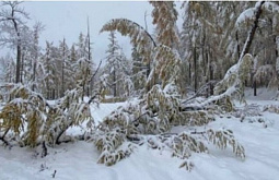В районе Бурятии во время снегопада повалило два десятка деревьев