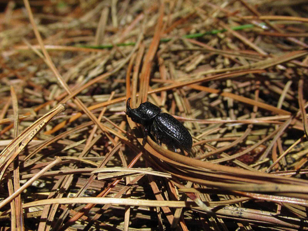 � ����������� ������� ������� ���������� �������� ������