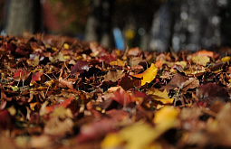 ��������� ������� ����� ����� � �������� ���� �������� � ����-��� 