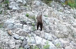 В Бурятии фотоловушка запечатлела медведя-спринтера 