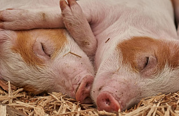 ��������� ������ ����������� �� ����������� ����