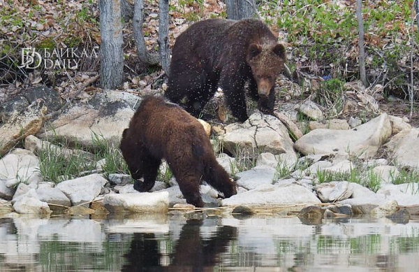 ������ ������� �������� ��������� � ����� ����������� 