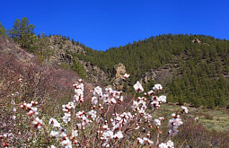 � ������� ������� ����������� ���� (����)