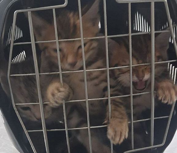 �� ������� ��������� ������ ������� ��� ����� � �������� 