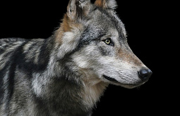 � ������� ����� ������� ����� �� 10 ��������� 