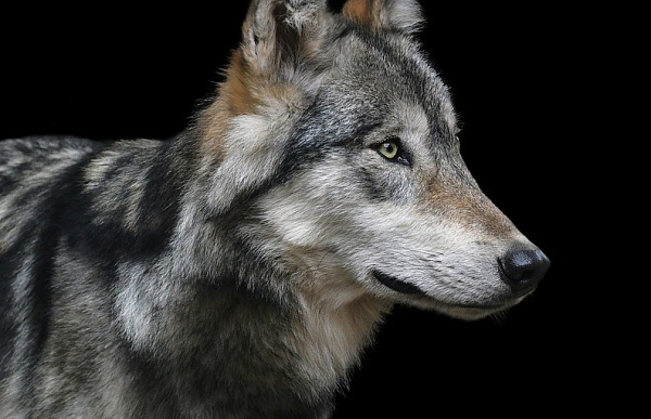 � ������� ����� ������� ����� �� 10 ��������� 