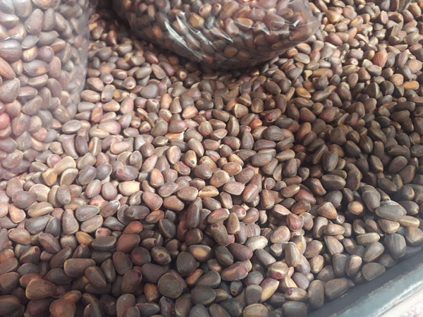 ����� ������� � ����� ������ ����� 390 ���� ����������� ��������� �����  