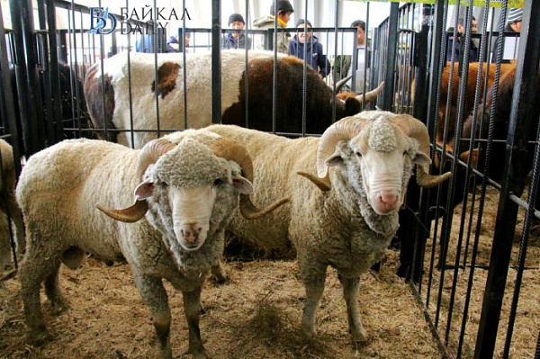 � ����-��� ��������� ��� ������� � �����