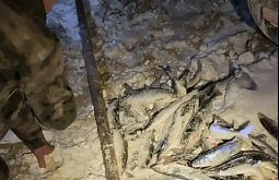 ���� ������� �� ������ ������� ��������� �������� 86 ����� 