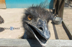 ����������� ���������� ����������� ����������� �������� 