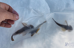 �� ����� ������� ���������� ���������� ������