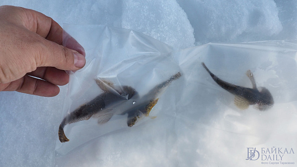 �� ����� ������� ���������� ���������� ������