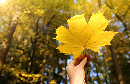 � ����-��� ����� � ��� �������