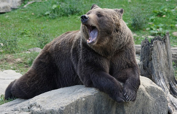 В Забайкалье медведь разорвал женщину