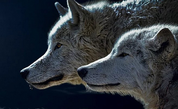 В Бурятии волки всё чаще нападают на животных