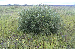 � ������� ���������� ����� ��������� � ������ 