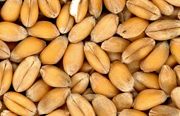 �� ������ �� ������� �������������� ����� 300 ���� ������������ ��������� 