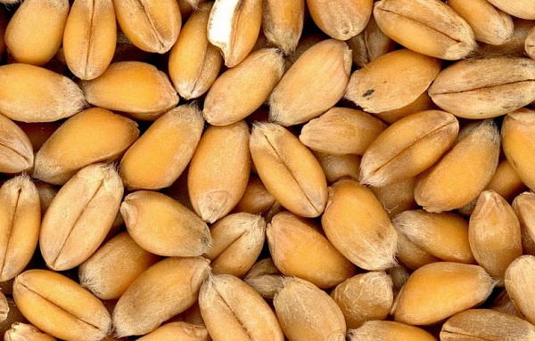 �� ������ �� ������� �������������� ����� 300 ���� ������������ ��������� 