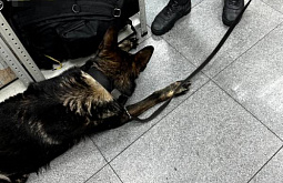 В Иркутске пёс Тайфун нашёл двух вахтовиков с наркотиками 