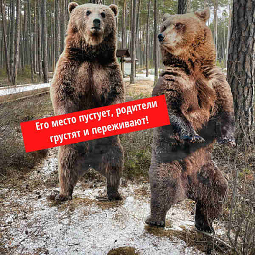 В Бурятии вандалы украли медвежонка из фотозоны 
