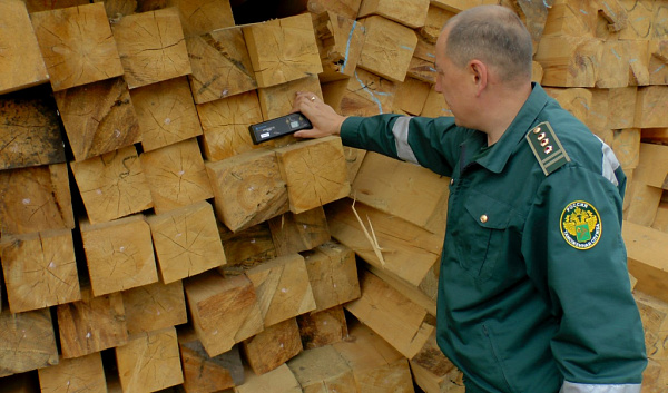 Из Бурятии незаконно вывезли лес почти на 4 миллиона рублей