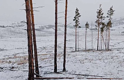 В Бурятии начали зимние мероприятия по оздоровлению лесов