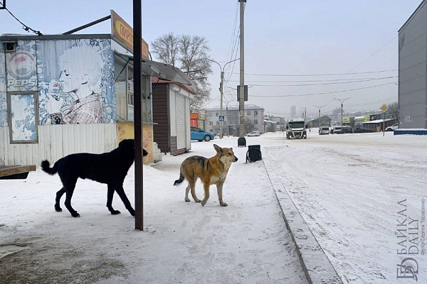 � ����-��� ����� ����� ������ �������� �����