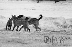 «Отравленные сосиски»: В Иркутской области нашли трупы собак 